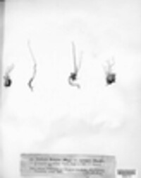 Cladonia botrytes image